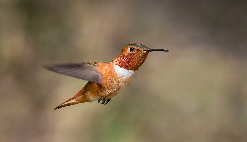 Allen's Hummingbird