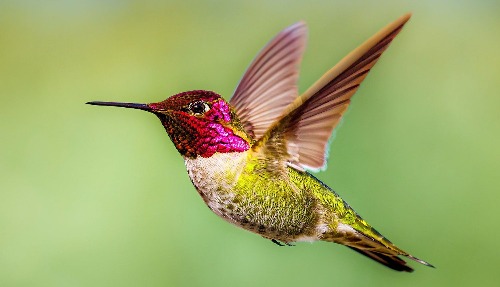 Anna's Hummingbird