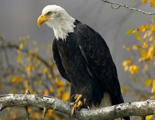 Bald Eagle