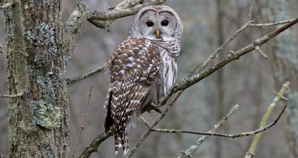 Barred Owl