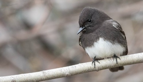 Black Phoebe