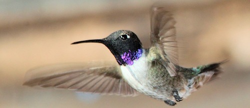 Black-Chinned Hummingbird