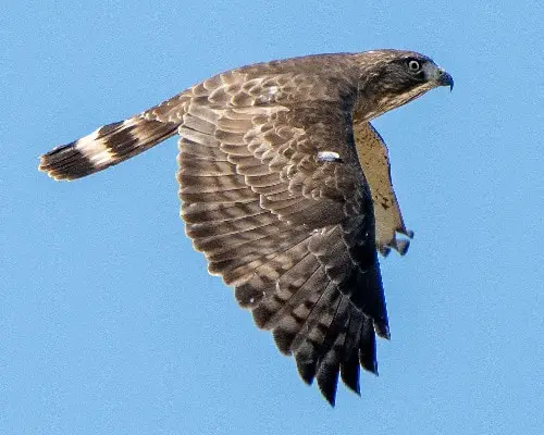 Broad-Winged Hawk