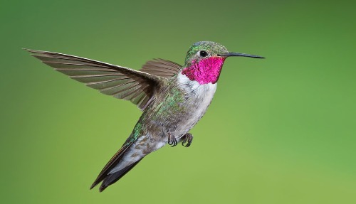 Broad-Tailed Hummingbird