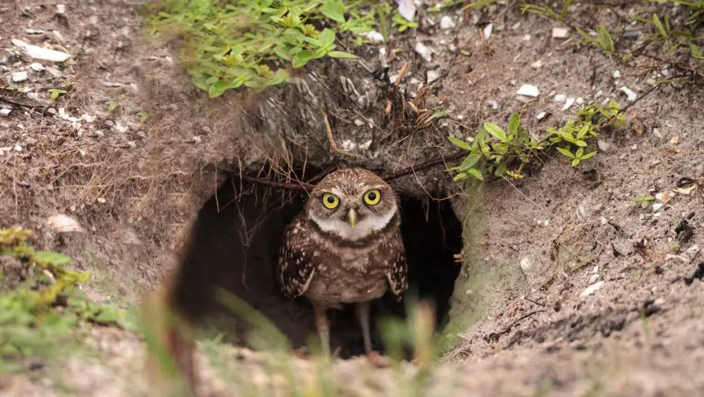 Burrowing Owl