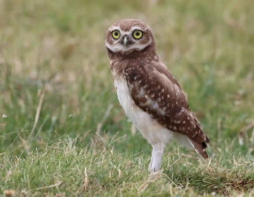 Burrowing Owl