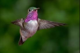 Calliope Hummingbird