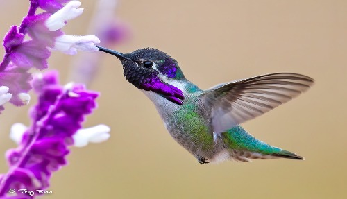 Costa's Hummingbird