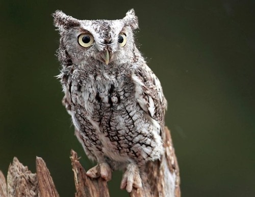 Eastern Screech Owl