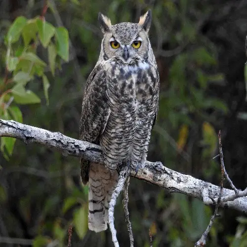 Great Horned Owl