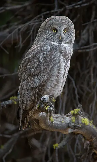 Great Gray Owl