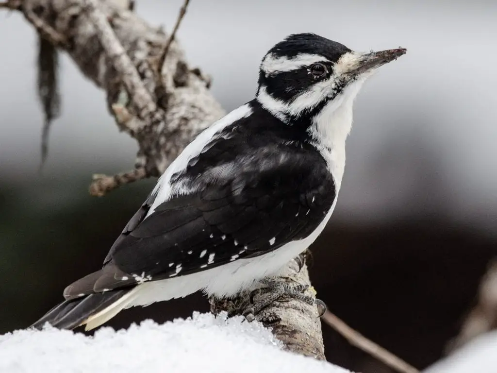 Hairy Woodpecker