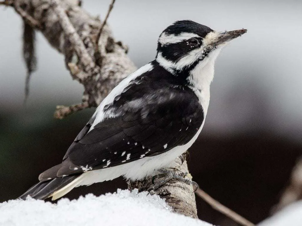 Hairy-Woodpecker on a branch in snow