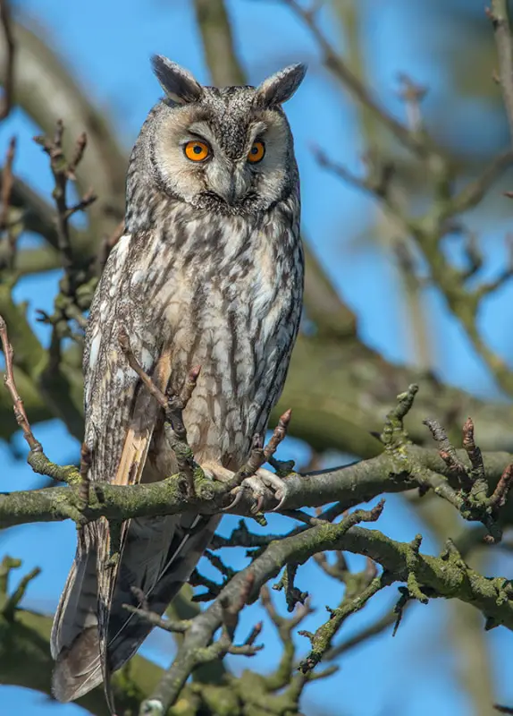 Long Eared Owl