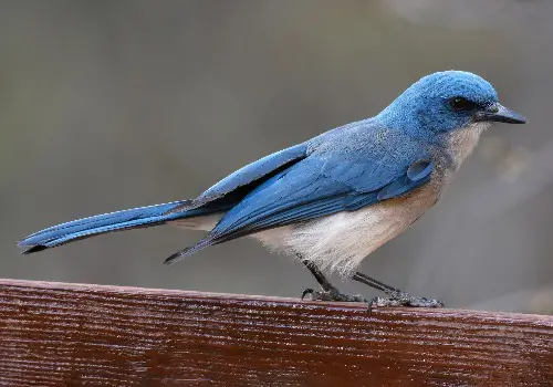 Mexican Jay