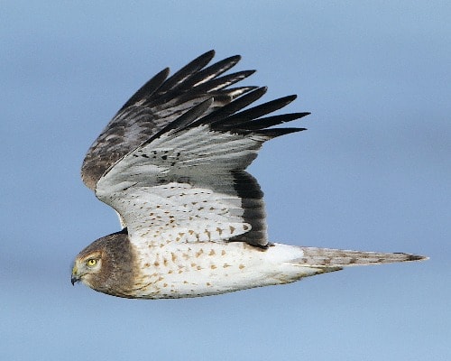 Northern Harrier