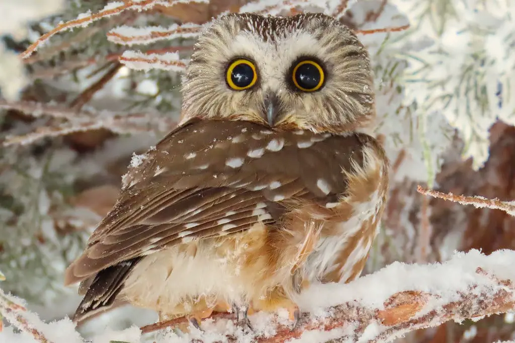 Northern Saw Whet Owl