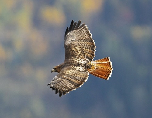 Red-Tailed Hawk