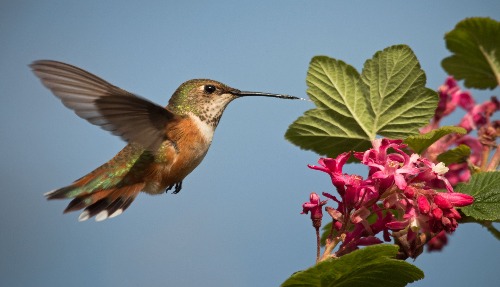 Rufous Hummingbird