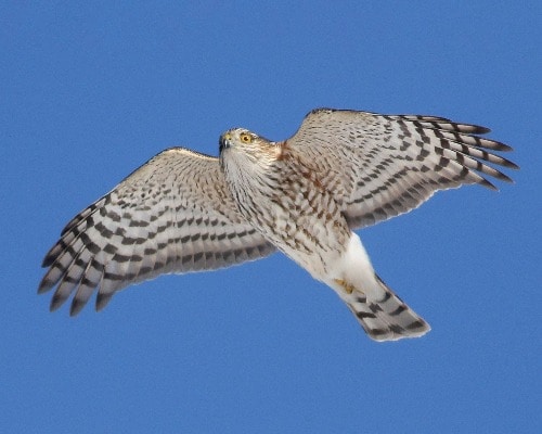 Sharp-Shinned Hawk