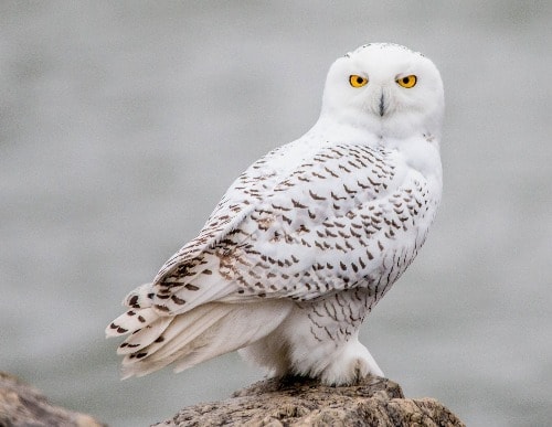 Snowy Owl