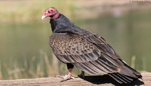 Turkey Vulture