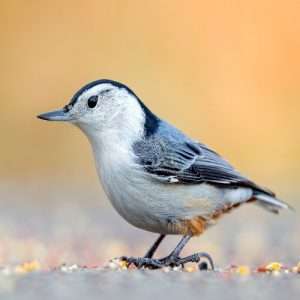 White-breasted-Nuthatch on the ground