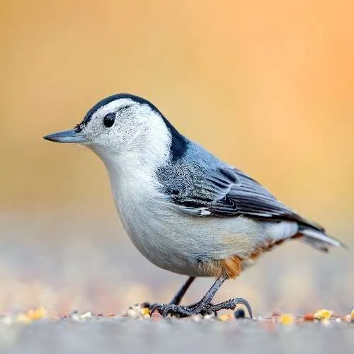 White-breasted-Nuthatch on the ground