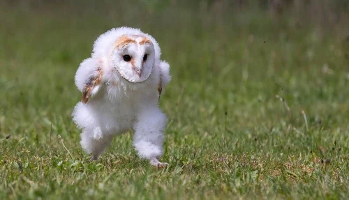 Baby owl running