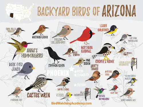 Birds of Arizona poster