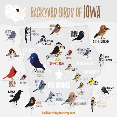 birds of Iowa poster