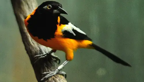 black & orange bird