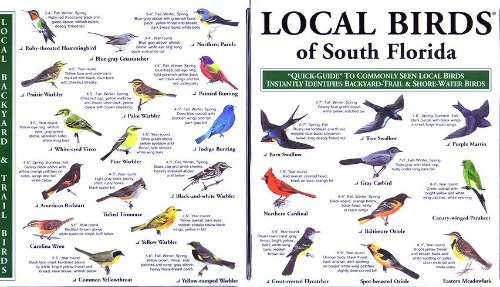 South Florida birds poster