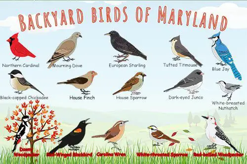 Maryland birds poster