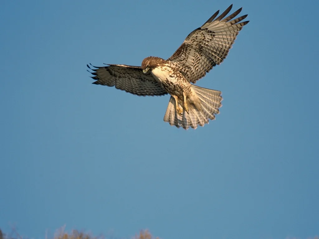 red-tailed hawk flying