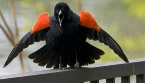 Red-Winged Blackbird