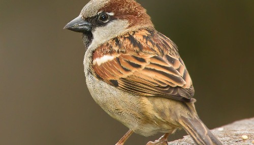 House Sparrow