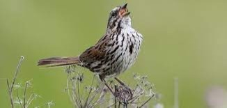 Song Sparrow