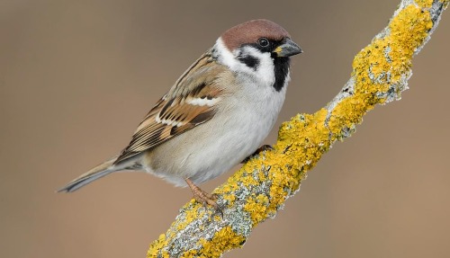 Eurasian Tree Sparrow