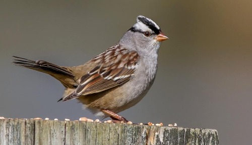 White-Crowned Sparrow