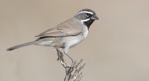 Black-Throated Sparrow