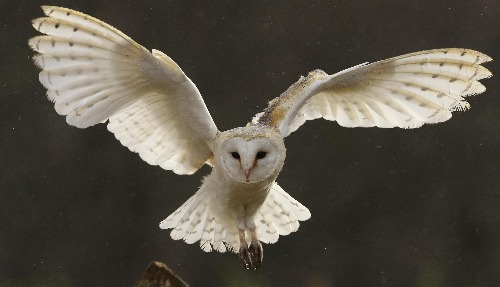 Barn Owl