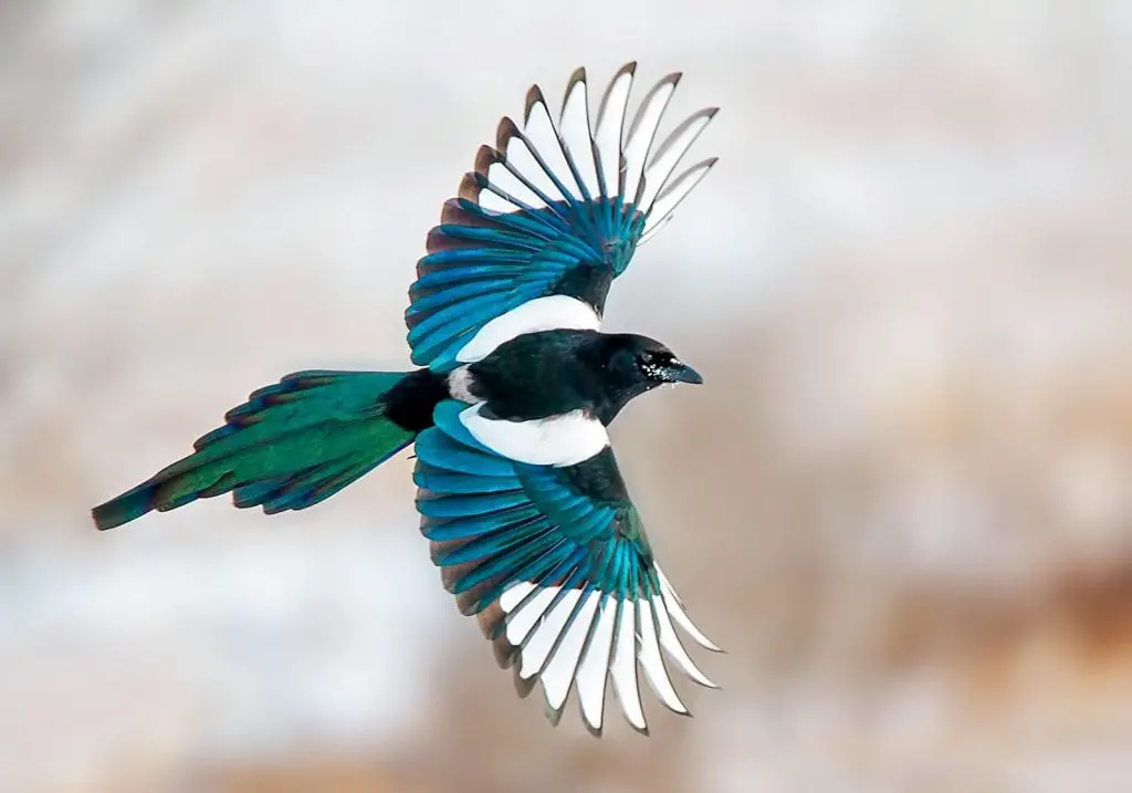 Black-Billed Magpie