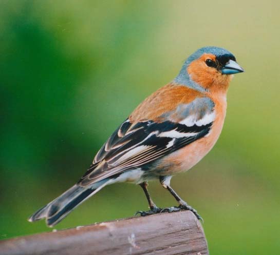 Chaffinch