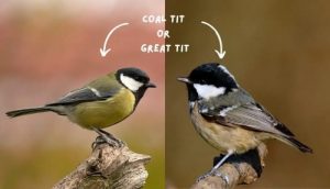 Coal Tit versus Great Tit