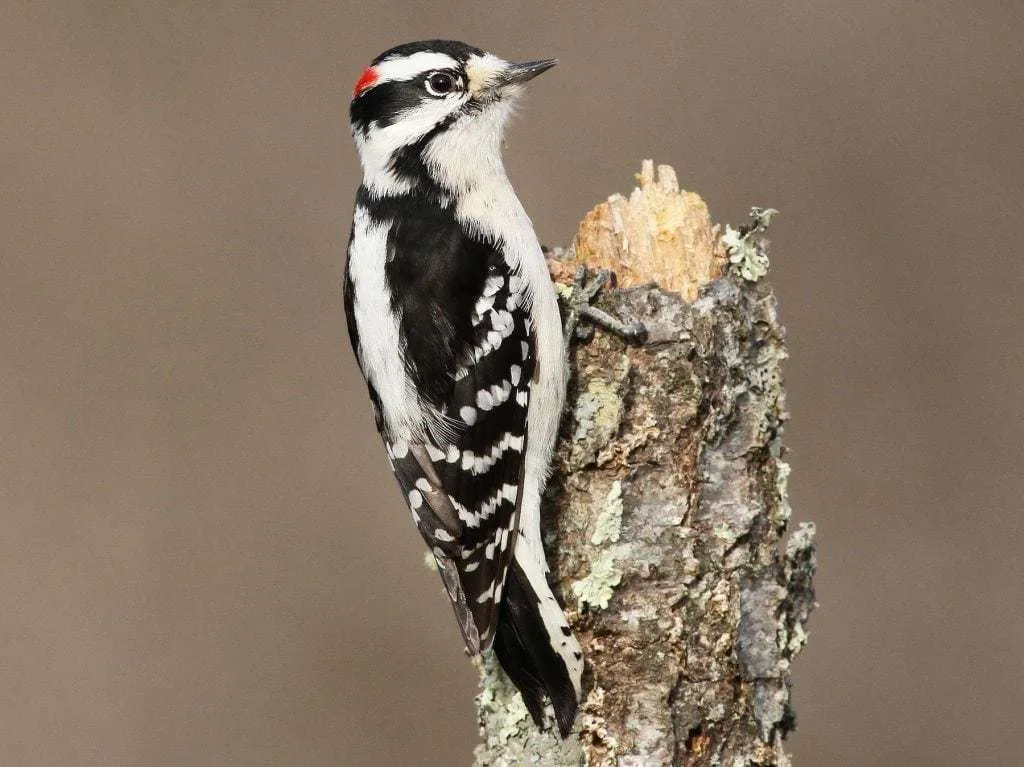 Downy Woodpecker clinging to a post
