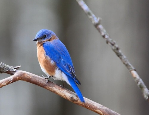 Eastern Bluebird