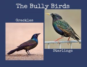 Grackle vs Starling