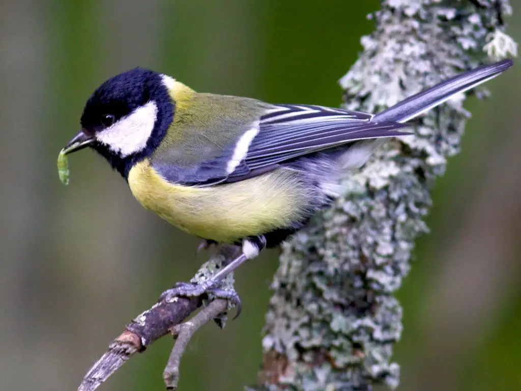 Great Tit