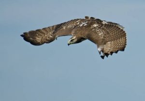 Hawk in Flight